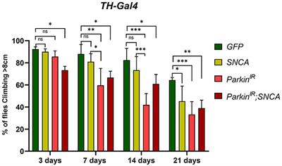 Analysis of α-syn and parkin interaction in mediating neuronal death in Drosophila model of Parkinson's disease